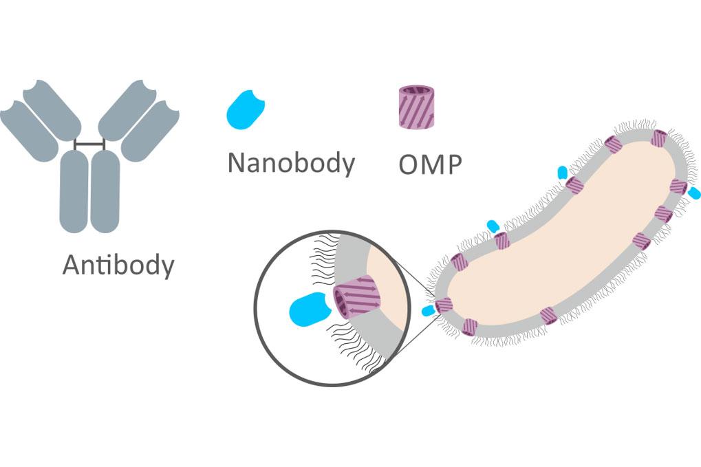Nanobodies sind kleine Antikörperfragmente, die spezifisch an der Oberfläche von Bakterien binden, hier an OMP (Outer Membrane Proteins).