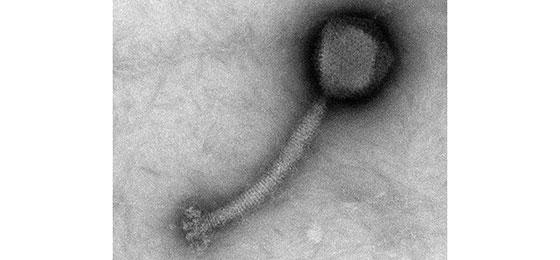 Staphylococcus aureus bactériophage (Photo avec l'aimable authorization de J. Klumpp)