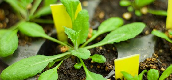 Unter anderem auf der Blattoberfläche der Ackerschmalwand entdeckten die Forschenden Bakterien, die neuartige antibiotische Subs