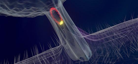 Antibiotikaresistenzgene auf einem Plasmid werden von einem Bakterium auf ein anderes übertragen. (Darstellung, Shutterstock)