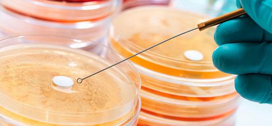 Antibiotic drugs being tested to see how resistant they are to bacteria