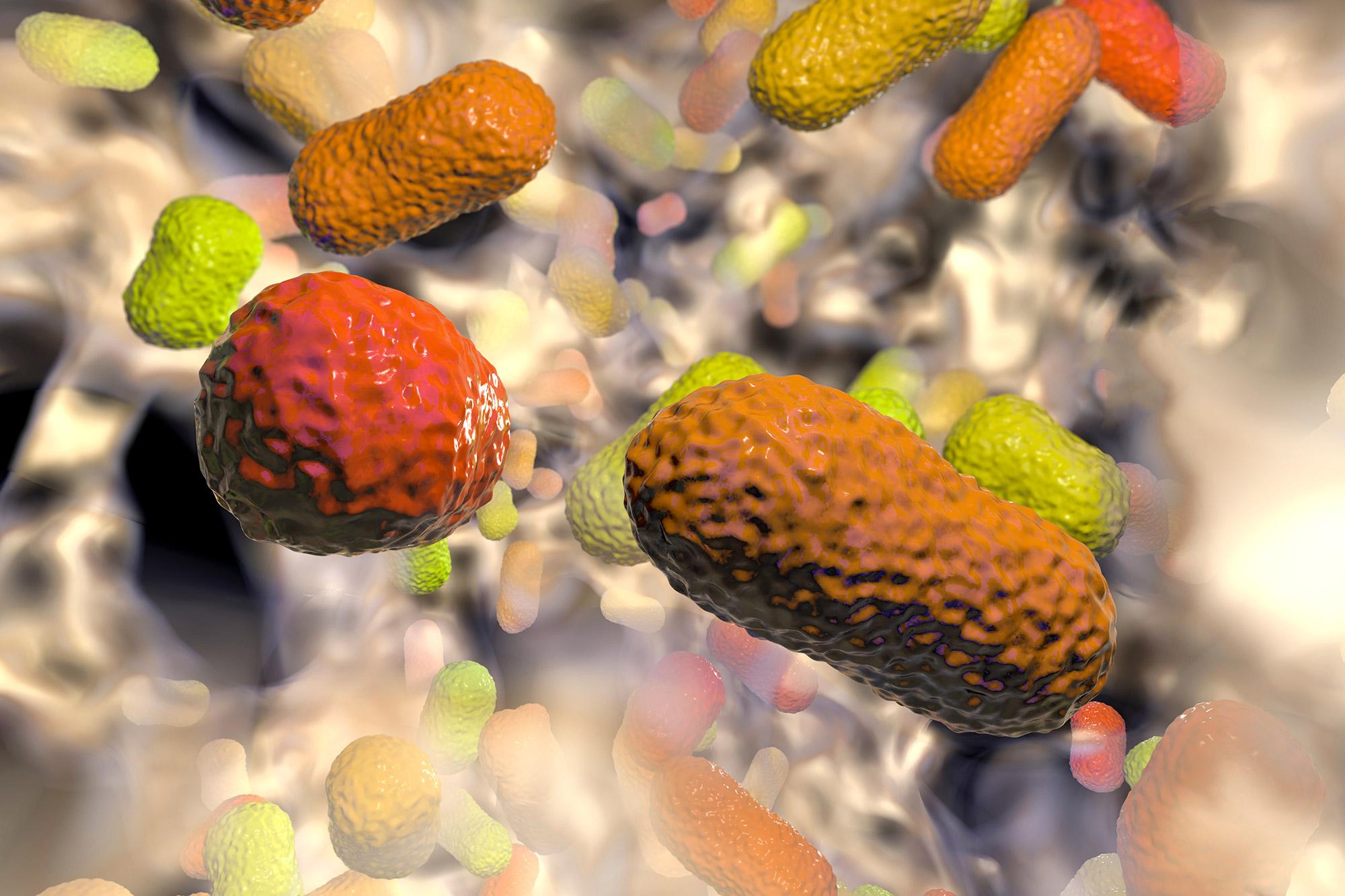 Multiresistente Acinetobacter baumannii (Illustration)
